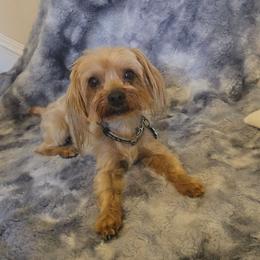 Bear - Gold male Yorkshire Terrier puppy in Aiken, South Carolina from Yorkshires Yorkies