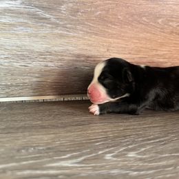 Miniature Australian Shepherd Puppies from Kyn's Kennel