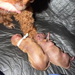 Caden - Red  male Poodle puppy in Holly, Michigan from Lil’ Bits and Beans