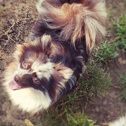 Paisley - Pomeranian