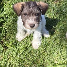 Crew - Parti male Miniature Schnauzer puppy in Dunlap, Tennessee from Beards of Glory