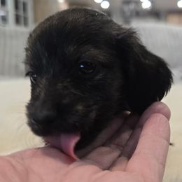 Boy 3 - Cream male Dachshund puppy in Price, Utah from Stone Kennels