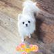 Sugar Akc