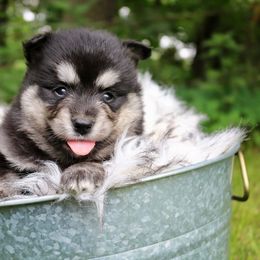 Rio - Tri-color male Pomsky puppy in Missouri from Husky Hill Kennel