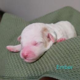 Ember - Parti female Goldendoodle puppy in Hendersonville, Tennessee from Ben's Best Buddy Goldendoodles