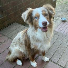 Baby - Toy Australian Shepherd