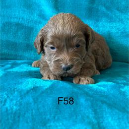 F58 - Red  female Goldendoodle puppy in West Point, Iowa from Jim Anderson