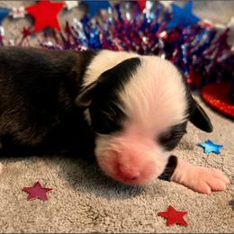America - Black tri female Miniature American Shepherd puppy in Colorado Springs, Colorado from Valkyrie Adventures