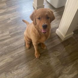 Golden Retriever Puppies from Arkansas River Golden Retrievers