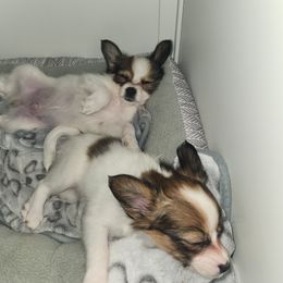 Papillon Puppies from Rene's Papillon