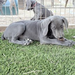 Weimaraner Puppies from Kennedy Weimaraners