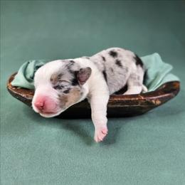 Louie - Blue merle and white male American Corgi puppy in Taylorsville, North Carolina from America's Red White and Bluie Corgis