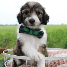 Shadow - Sable male Bordoodle puppy in Ashland, Ohio from Cherry Blossom Doodles