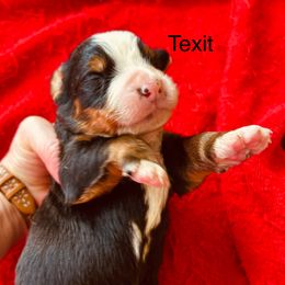 Texit OFA in - Black rust and white male Bernese Mountain Dog puppy in Strasburg, Ohio from Lois Allison