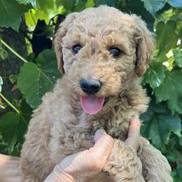 Black collar - Apricot female Goldendoodle puppy in Fairfield, California from Twin Sisters Doodles