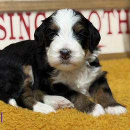 Opal - Tri-color female Bernedoodle puppy in Henry, Illinois from Rowe Farms Doodles