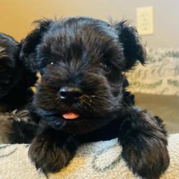 Black 2 - Black male Miniature Schnauzer puppy in Malvern, Arkansas from Deep South Miniature Schnauzers
