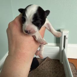 Boy 3 - Black and white male Coton de Tulear puppy in Vancouver, Washington from Uptown Cotons