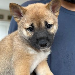 Penelope - Sesame female Shiba Inu puppy in Elizabeth, New Jersey from Shiba Inu Loving Care