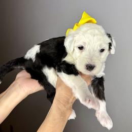 Yellow Male - Black and white male Sheepadoodle puppy in Camden, North Carolina from Luv My Doodle