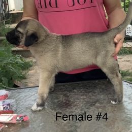 Girl 4 - Fawn female Anatolian Shepherd Dog puppy in Daggett, Michigan from T&S Anatolians