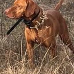 Braque Francais Pyreneans and Vizslas from Wingshot Kennels