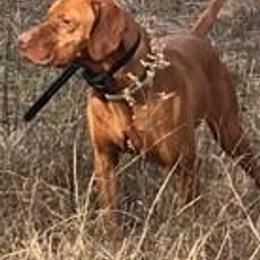 Braque Francais Pyreneans and Vizslas from Wingshot Kennels