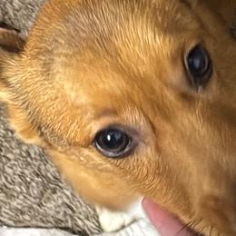 Pembroke Welsh Corgis from Moonrise