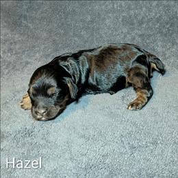 Hazel - Brown and tan female Cockapoo puppy in Sunset, Louisiana from Cano Cockapoos