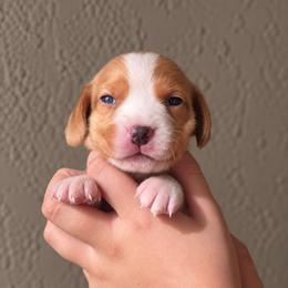 Butterscotch - Lemon male Beagle puppy in Lake City, Florida from Sunkissed Beagles