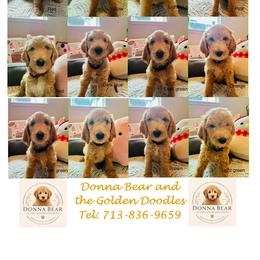 Goldendoodles from Donna Bear and the Golden Doodles