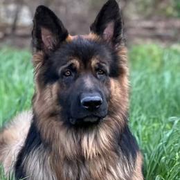 Ace - German Shepherd