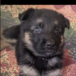 Flora - German Shepherd puppy in Chapel Hill, Tennessee from Black Swan German Shepherd Dog