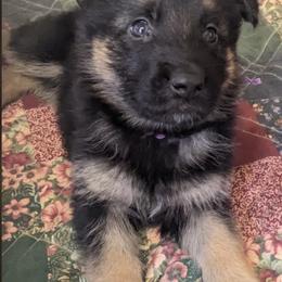 Flora - German Shepherd puppy in Chapel Hill, Tennessee from Black Swan German Shepherd Dog