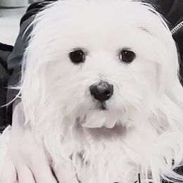 Paddington - Maltese