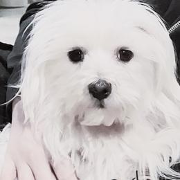 Paddington - Maltese