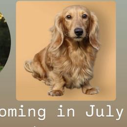 Assorted Doodle Crosses, Cavapoos, Cockapoos, and Dachshunds from Little Valley Puppies