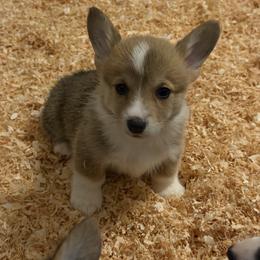 Karli - Red female Pembroke Welsh Corgi puppy in Helmville, Montana from Calie’s Corgis