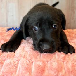 Blue Collar Black Male - Black male Labrador Retriever puppy in Gainesville, Georgia from Rucker Retrievers