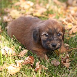 Ruby - Red female Whoodle puppy in West Bend, Iowa from Blue Skies Terriers