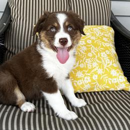 Tally - Red tri female Miniature Australian Shepherd puppy in Shipshewana, Indiana from Shelli's Puppies