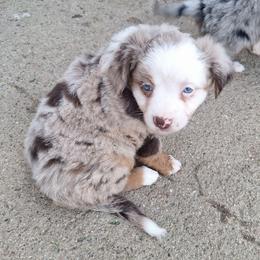 Madison - Red merle female Miniature Australian Shepherd puppy in Fairview, South Dakota from Dakota Toy Aussies