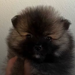 Pomeranians from Krrish
