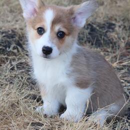 Whiskey - Sable male Pembroke Welsh Corgi puppy in West, Texas from Rustic Spur Kennel