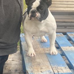 French Bulldog All Grown Up from Phoenix Rising