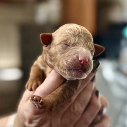 Prada - Red  female Goldendoodle puppy in Danville, Virginia from Stella’s Stunning Goldendoodles of VA
