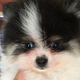 AKC Adkpom Ashton black and tan parti - Black and tan parti male Pomeranian puppy in Gloversville, New York from ADKPOM Adirondack Pomeranians
