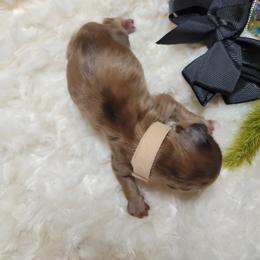 Dachshund Puppies from CLARK'S BREEDING PROGRAM