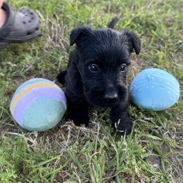 Girl 4 - Black female Scottish Terrier puppy in Scurry, Texas from Starlight Scotties of Texas