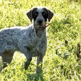 Hazel - German Wirehaired Pointer